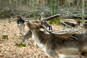 Fallow deers in the forrest