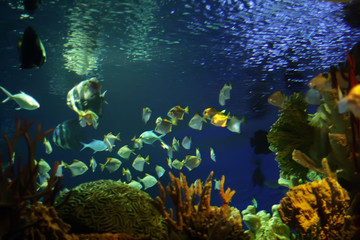 Fototapeta na wymiar ¯ycie podwodne akwarium