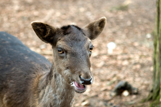 A female fallow deer in Germany