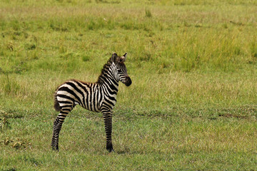 Baby zebra standing alone in middle of green field © KoMa