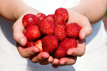 A pair of hands holding fresh strawberries
