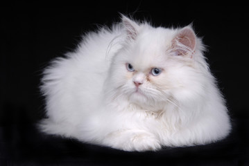 Fototapeta premium young white kitten isolated on black background