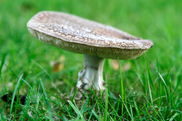 A toad stool on a bed of grass