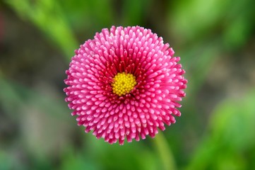 macro pink flower