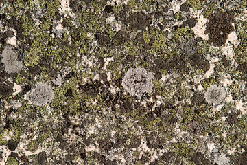A background rock moss texture