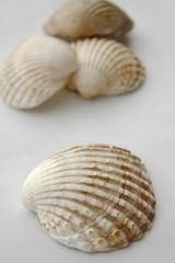 Coquillages