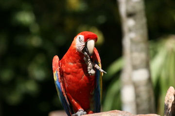 Guacamaya licking foot
