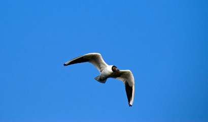 seagull