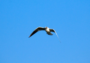 seagull
