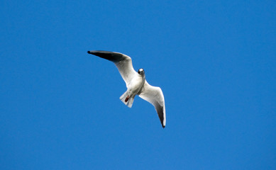 seagull