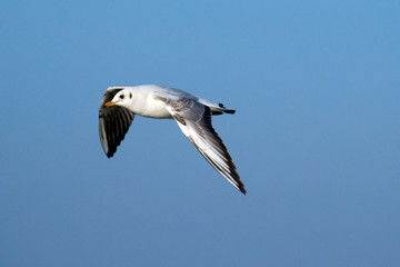 seagull