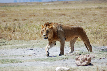 leone in caccia al Serengeti National Park ,Tanzania