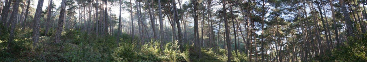 Fototapeta premium bosque oroel