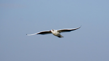 seagull