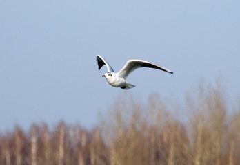 seagull