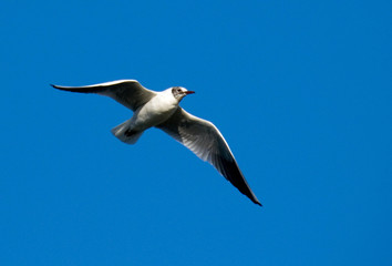 Obraz premium seagull