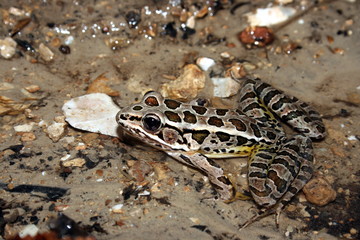 Pickerel Frog (Rana palustris)