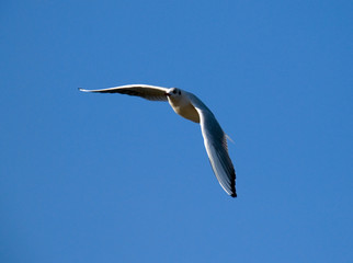 seagull