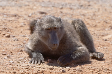 Young male Chacma baboon grubbing for food 