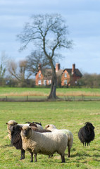Fototapeta premium Sheep facing camera with farm building in the background