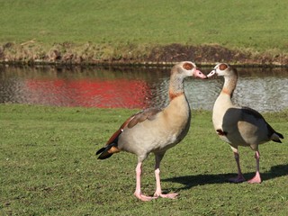 pair of adult egyptian  geese
