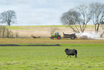 Naklejka na ściany i meble A lone black sheep in a green field 