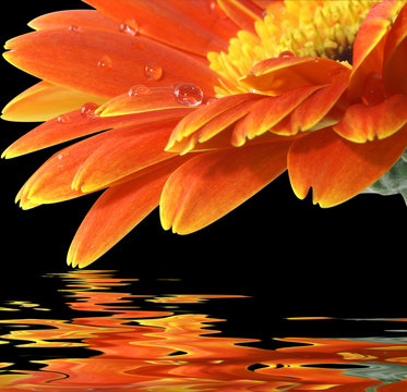 Fototapeta orange gerbera daisy on the black background with reflection