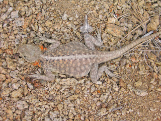 lézard