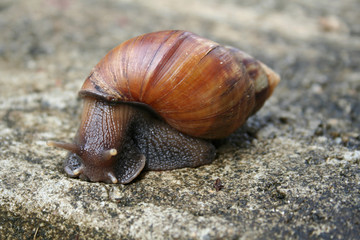 Greater snail going  it is not known where