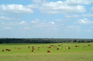 Herd of Cows graze in a green grass pasture