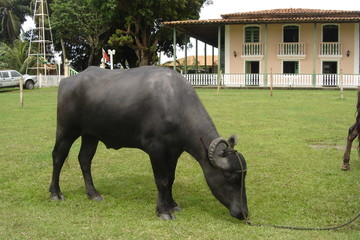 B&uacute;falo