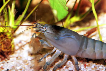 Atyopsis gabonensis 