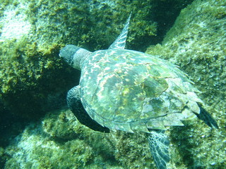 Tartaruga em Fernando de Noronha