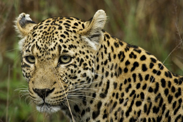 Naklejka na ściany i meble wildlife in South Africa Panthera pardus