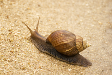 snail on the ground South Africa