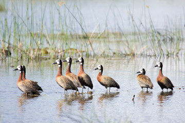 Grupo de patos africanos