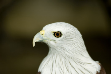 eagle portrait