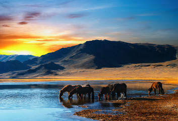 Naklejka premium Herd of horses in mongolian wilderness