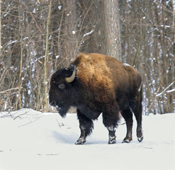 Bison. Russian wildlife, Voronezh area.