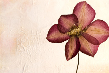 gepreßte Clematisblüte 
