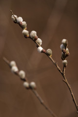Catkins
