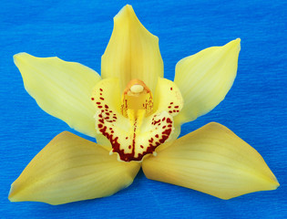 Yellow Cymbidium orchid macro - isolated on blue background