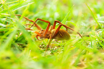 Spider (heteropoda venatoria) on grass