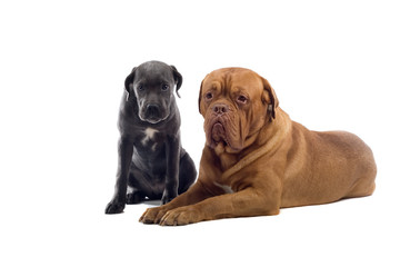 two dogs isolated on a white bakground