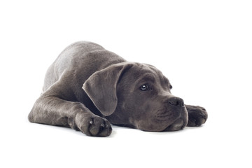 cane corso mastiff puppy dog isolated on a white background