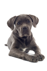 cane corso mastiff puppy dog isolated on a white background