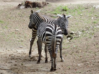 Two zebras standing side-by-side