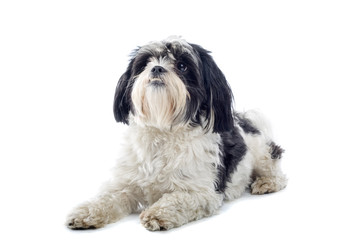 Shih tzu dog isolated on white