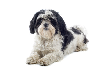 Shih tzu dog isolated on white