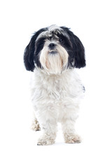 Shih tzu dog isolated on white